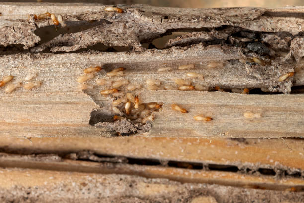 Best Commercial Pest Control Services  in Norris, TN