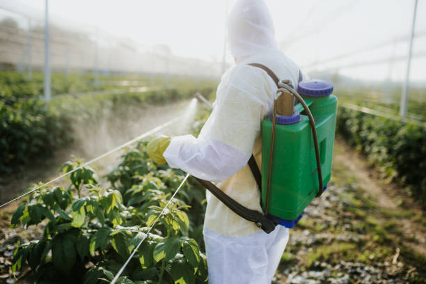 Best Termite Control Services  in Norris, TN
